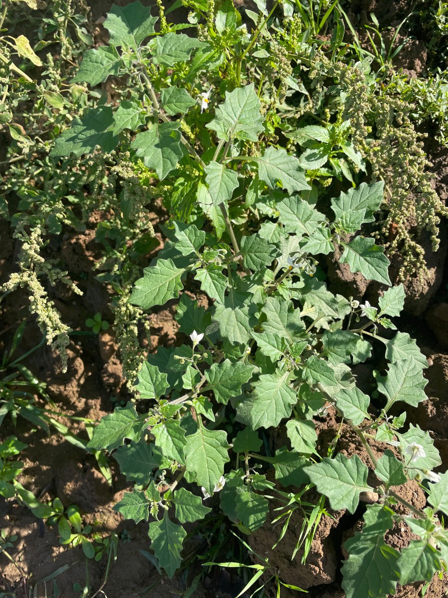 Solanum nigrum var atriplicifolium Ladenburg Neubaugebiet I1.jpg