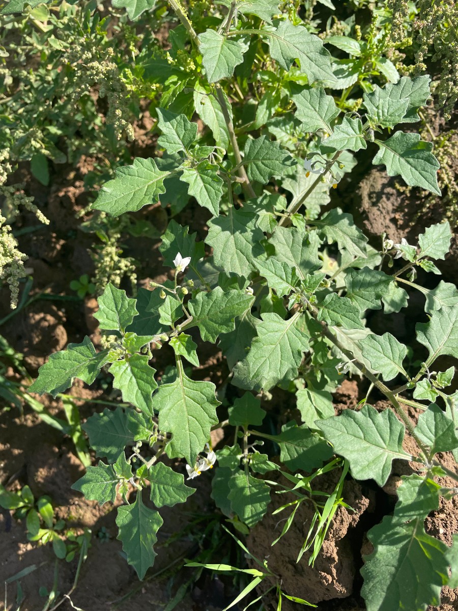 Solanum nigrum var atriplicifolium Ladenburg Neubaugebiet I2.jpg