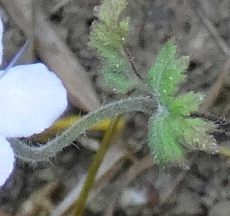 (3) Stängel mit Blättern.jpg