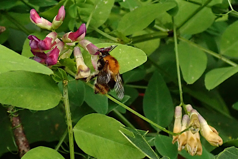 cf. Anthophora aestivalis-d Gebänderte Pelzbiene_07-2022.jpg