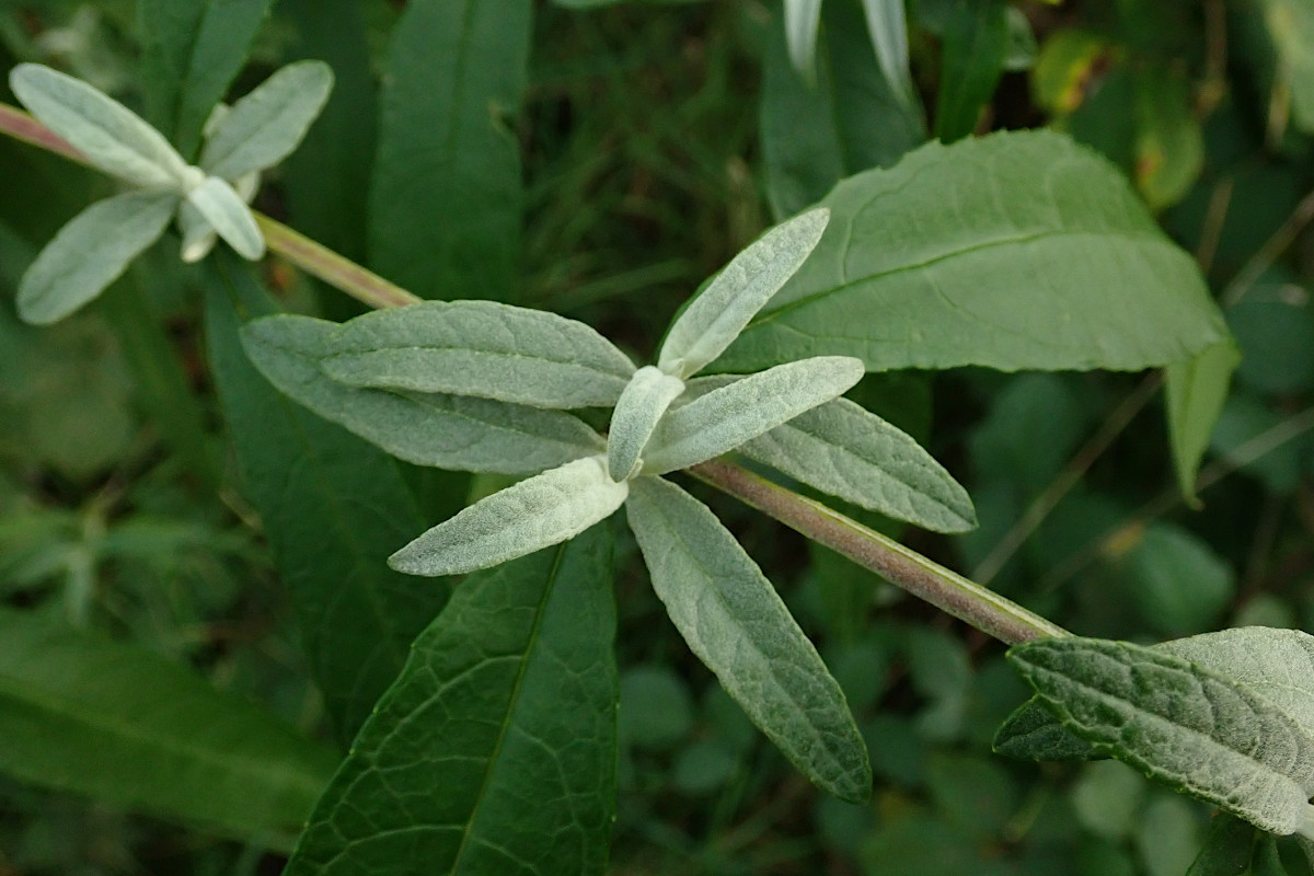 Buddleija davidii mit Blattaustrieb_11-2022.jpg