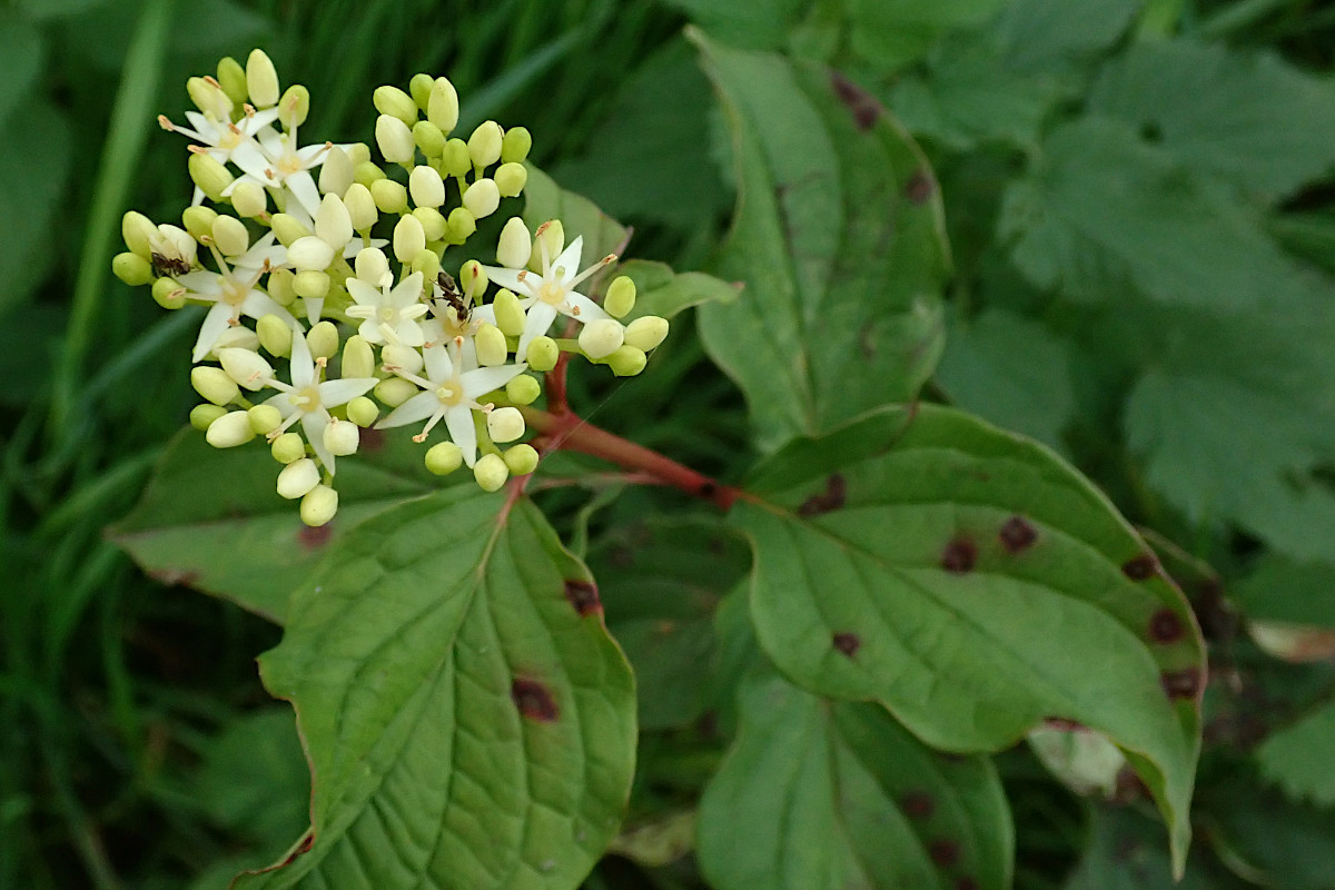 Cornus sanguinea Blüten und Blattflecken (cf. Septoria cornicola)_11-2022.jpg