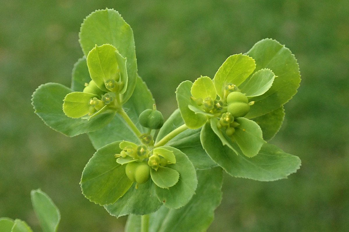 Euphorbia helioscopia_11-2022.jpg