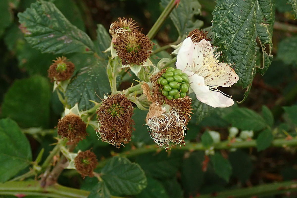 Rubus fruticosus s.l. Blüten Fruchtansätze_11-2022.jpg