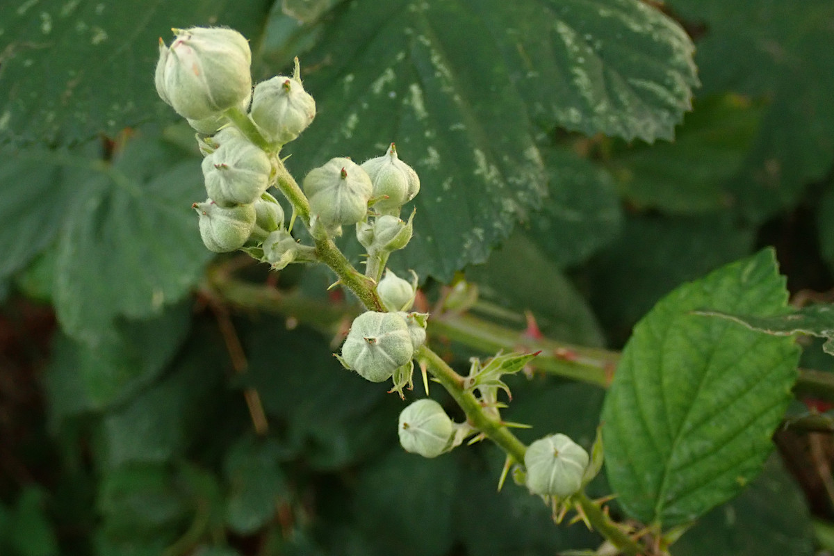 Rubus fruticosus s.l. Blütenknopsen_11-2022.jpg