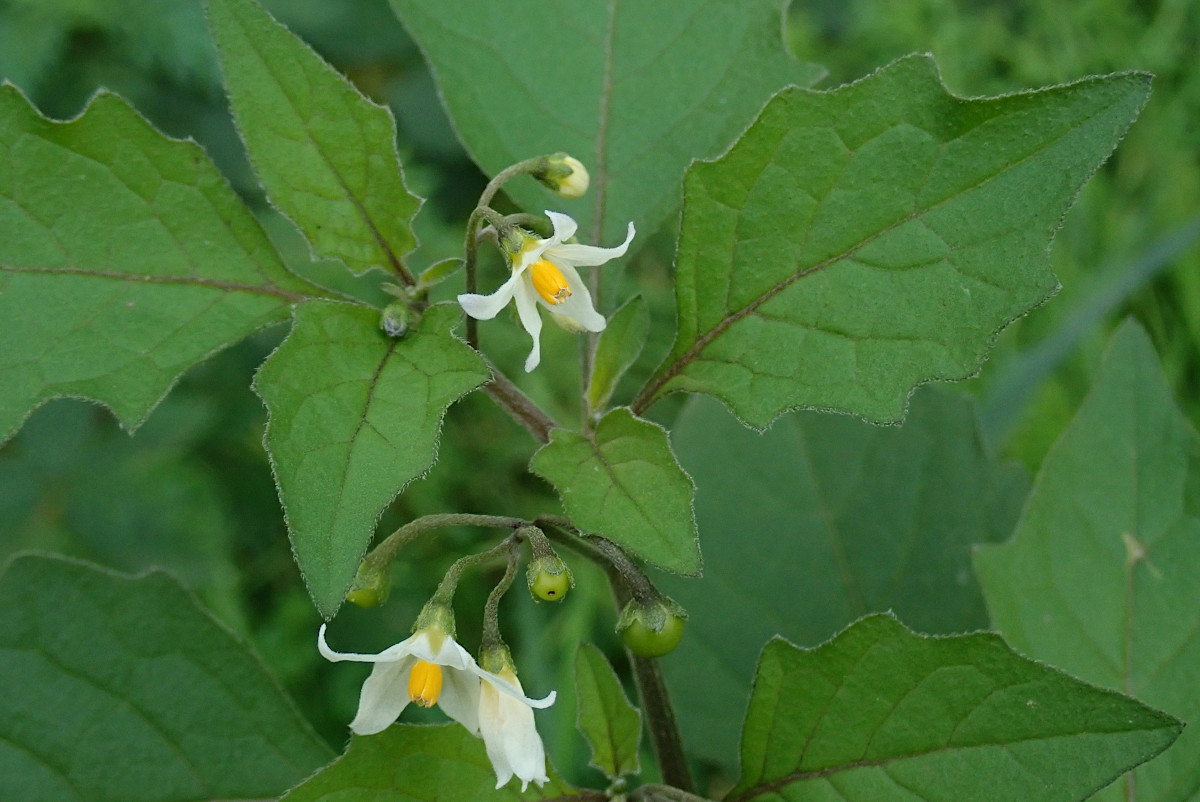 Solanum nigrum_11-2022.jpg