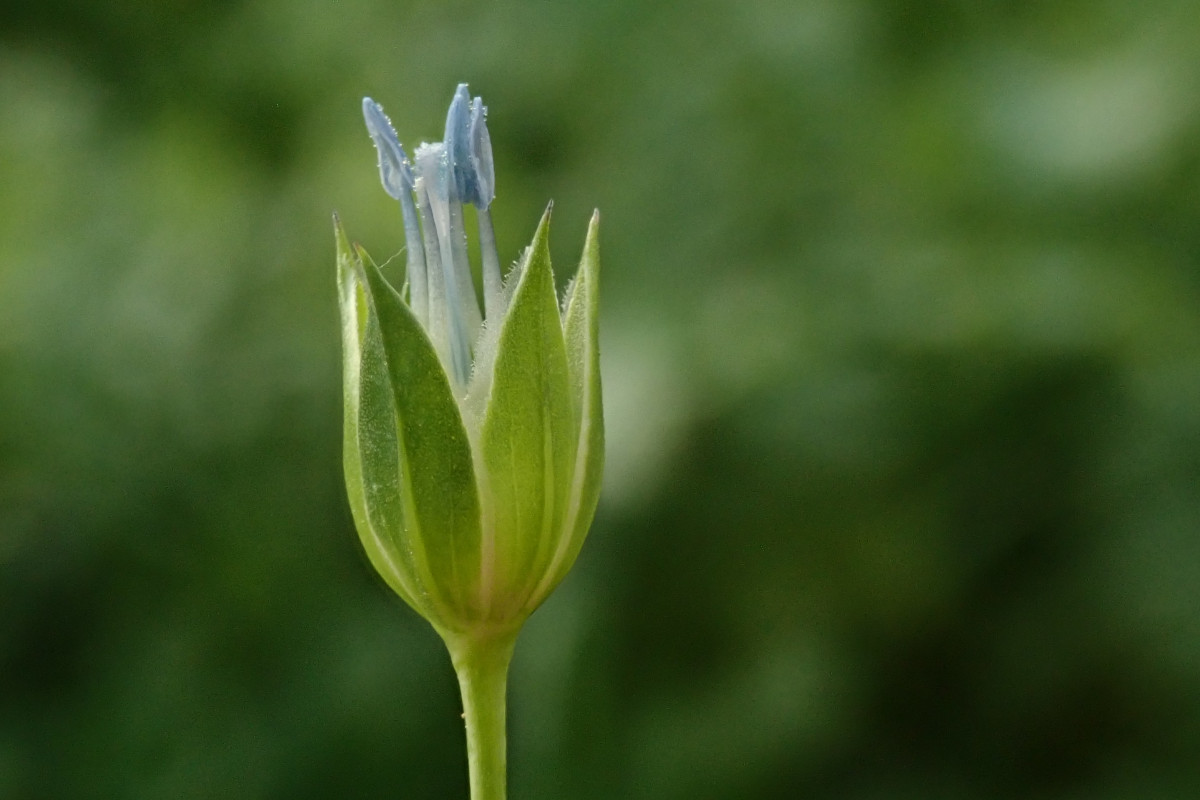 Linum usatissimum-c_11-2022.jpg