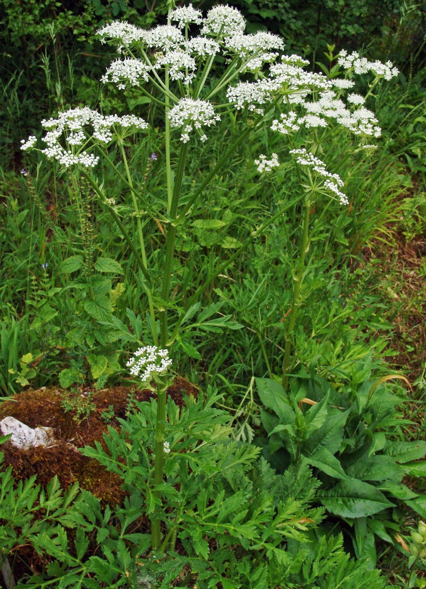 Pleurospermum austriacum yy xx APIAC BotTU G3.jpg