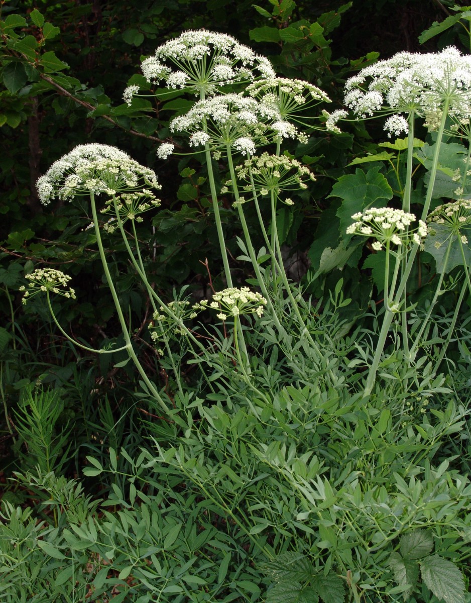 Siler montanum (Laserpitium siler) Loser BadAussee 1300m G1.jpg