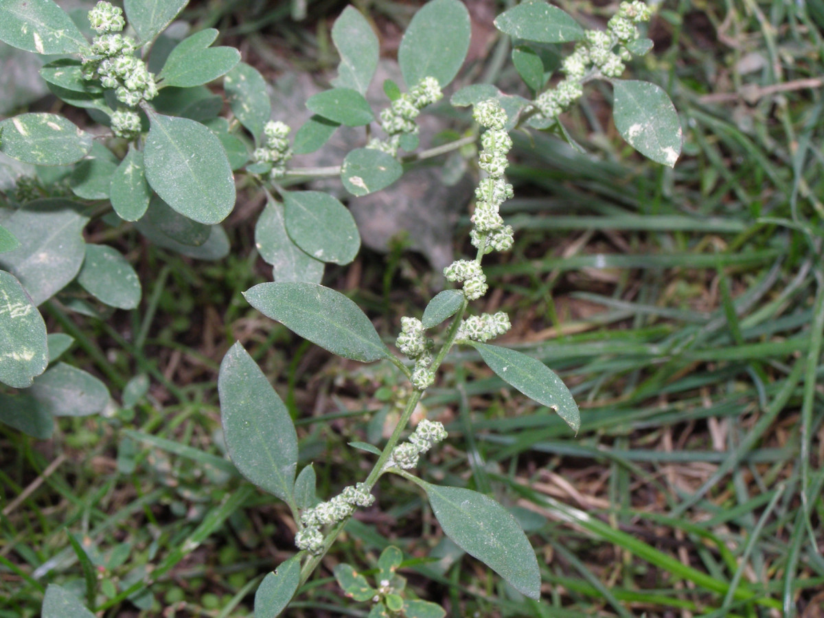 P1010170Chenopodium.JPG