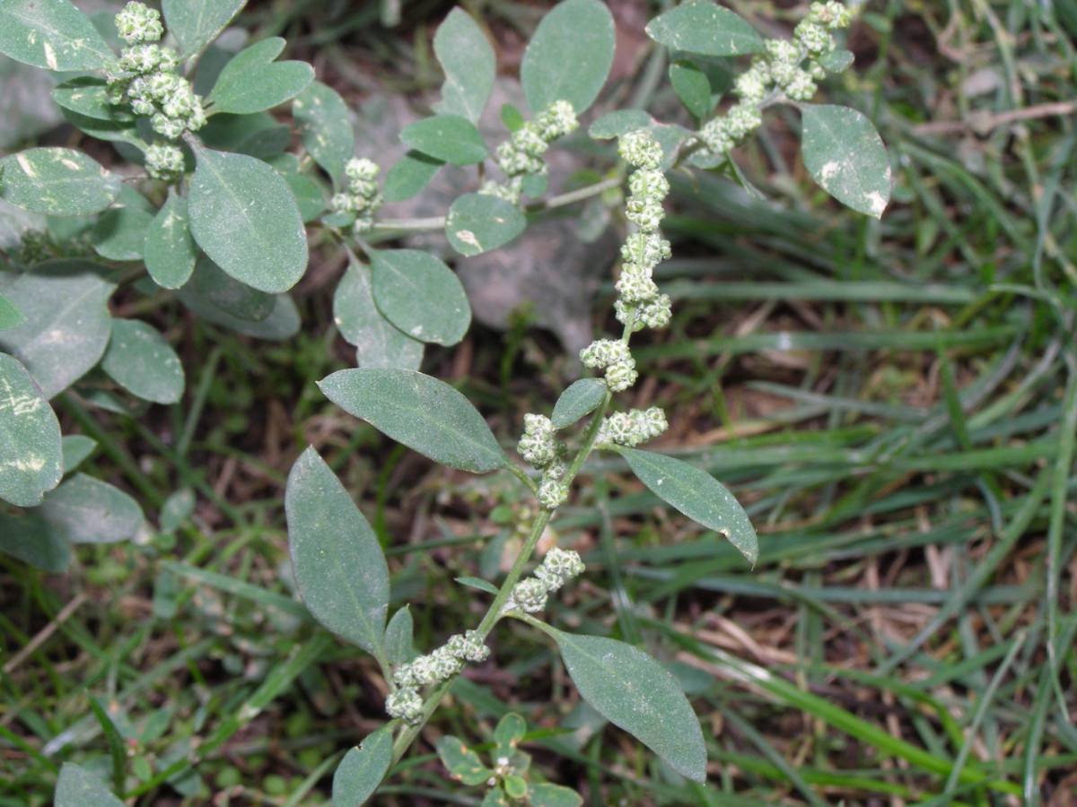 P1010170Chenopodium.JPG