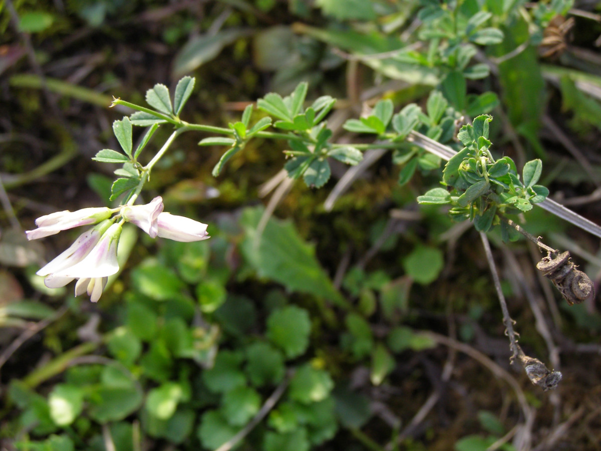 P1010097Medicago.JPG