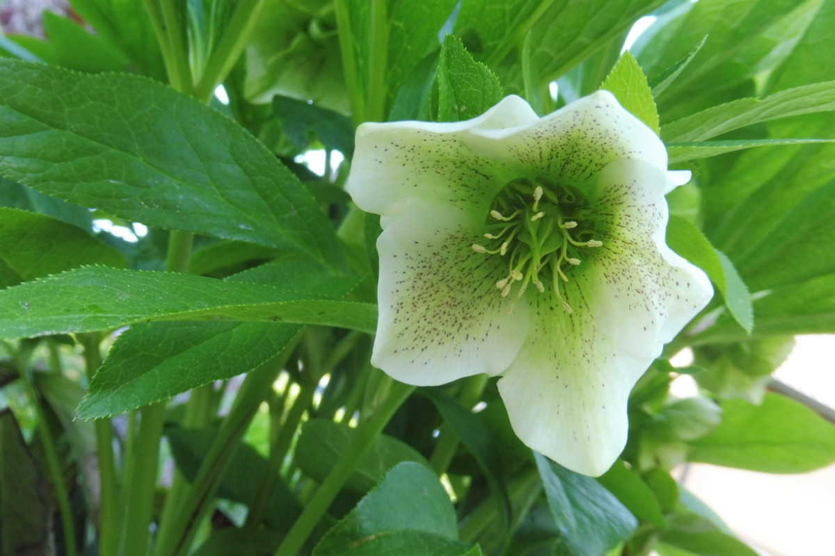 Helleborus 3.JPG