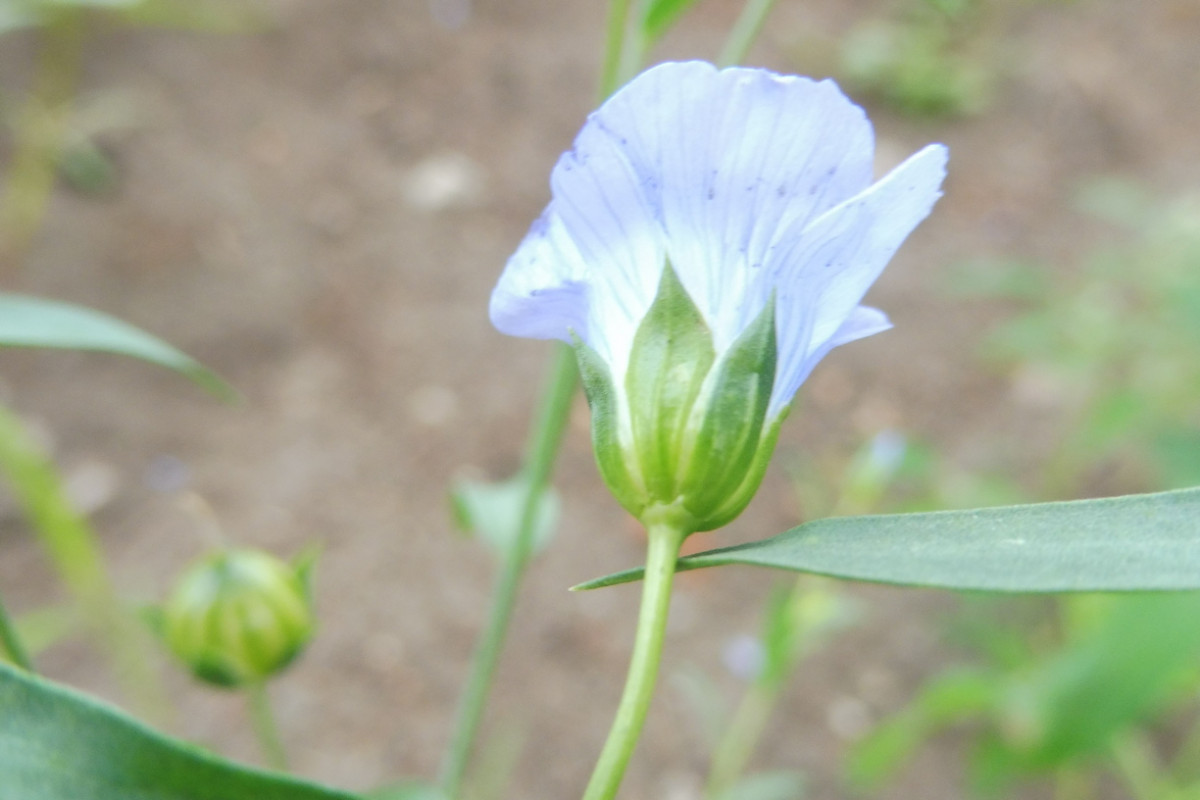 linum3.JPG