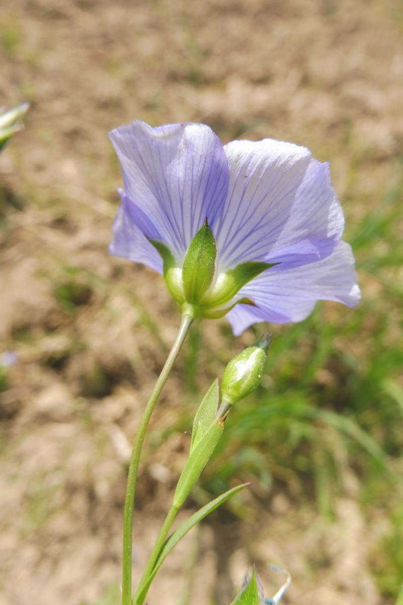 linum6.JPG