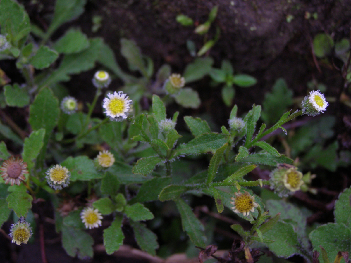 Erigeron (11)_nic.JPG