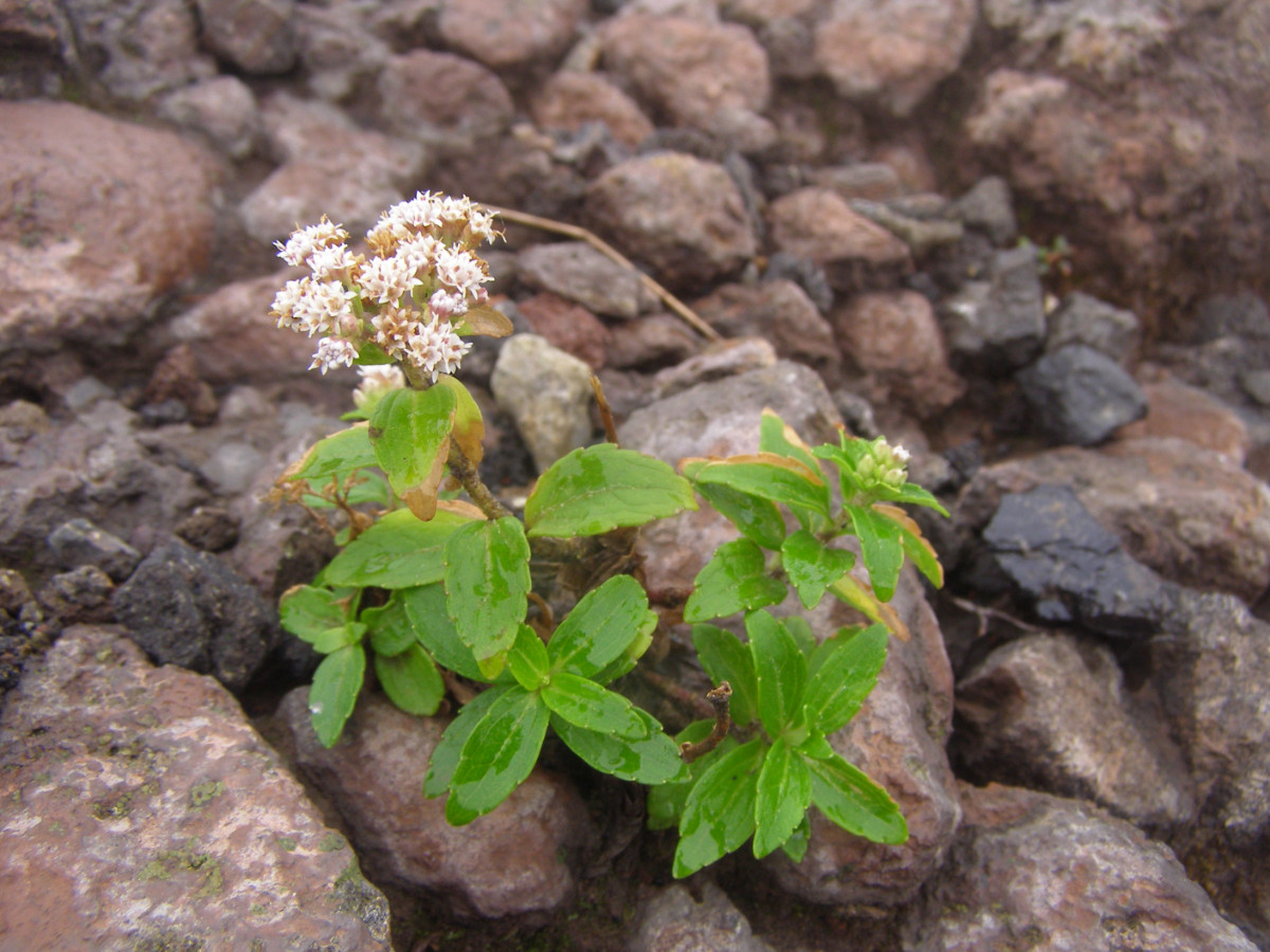 Stevia Ometepe_nic.JPG