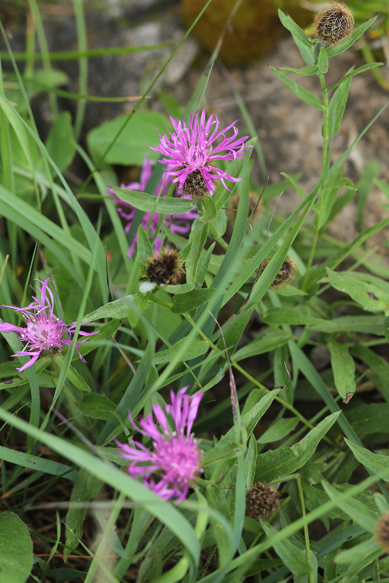 Centaurea rhaetica_7474.jpg