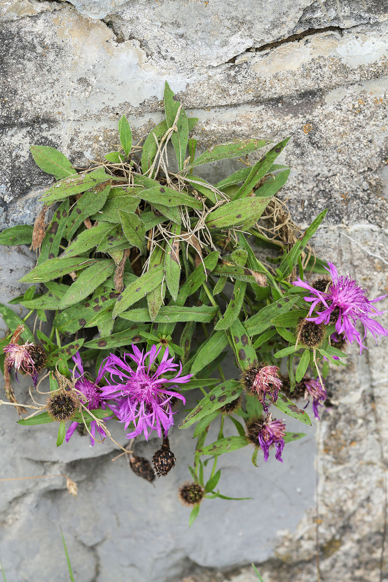 Centaurea rhaetica_7475.jpg