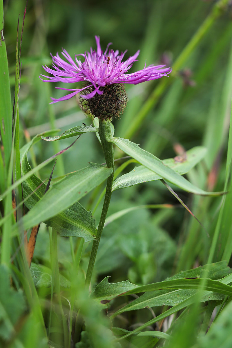 Eventuell Centaurea flosculosa?