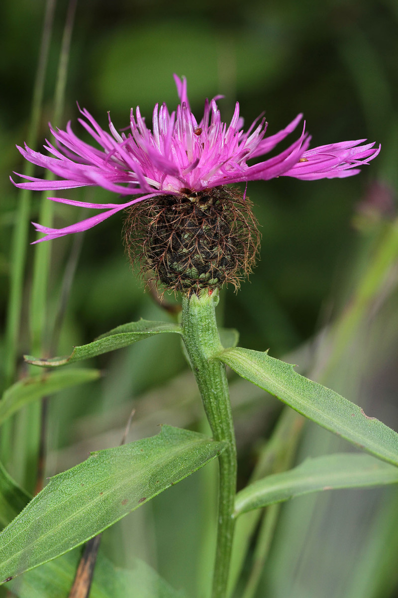 Eventuell Centaurea flosculosa?