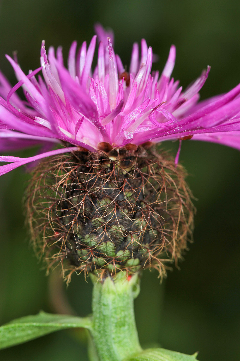 Eventuell Centaurea flosculosa?