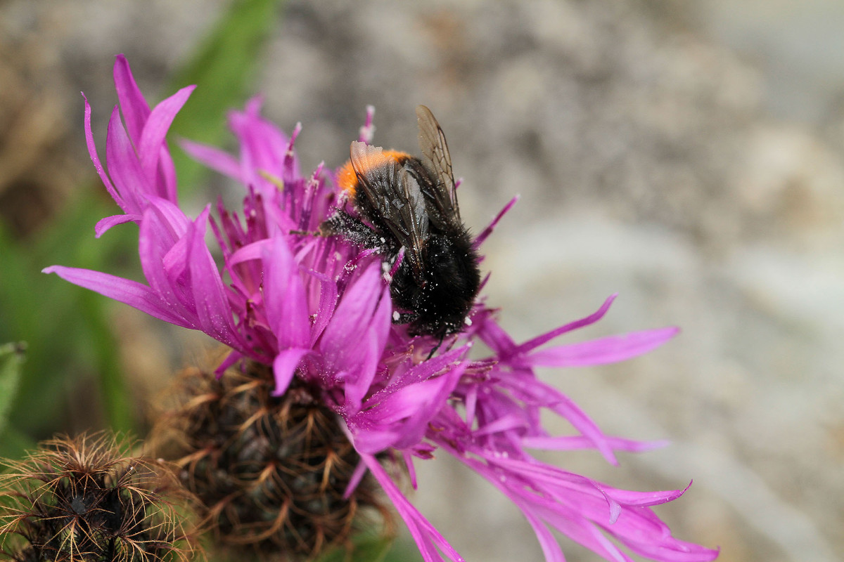 Eventuell Centaurea flosculosa?