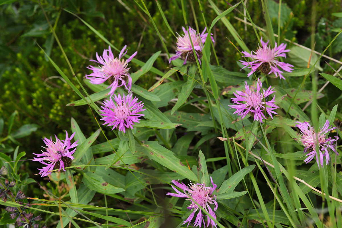 Eventuell Centaurea flosculosa?