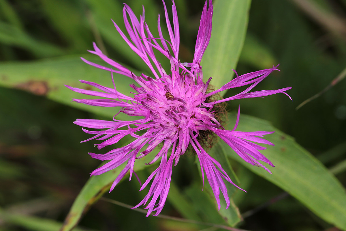 Eventuell Centaurea flosculosa?