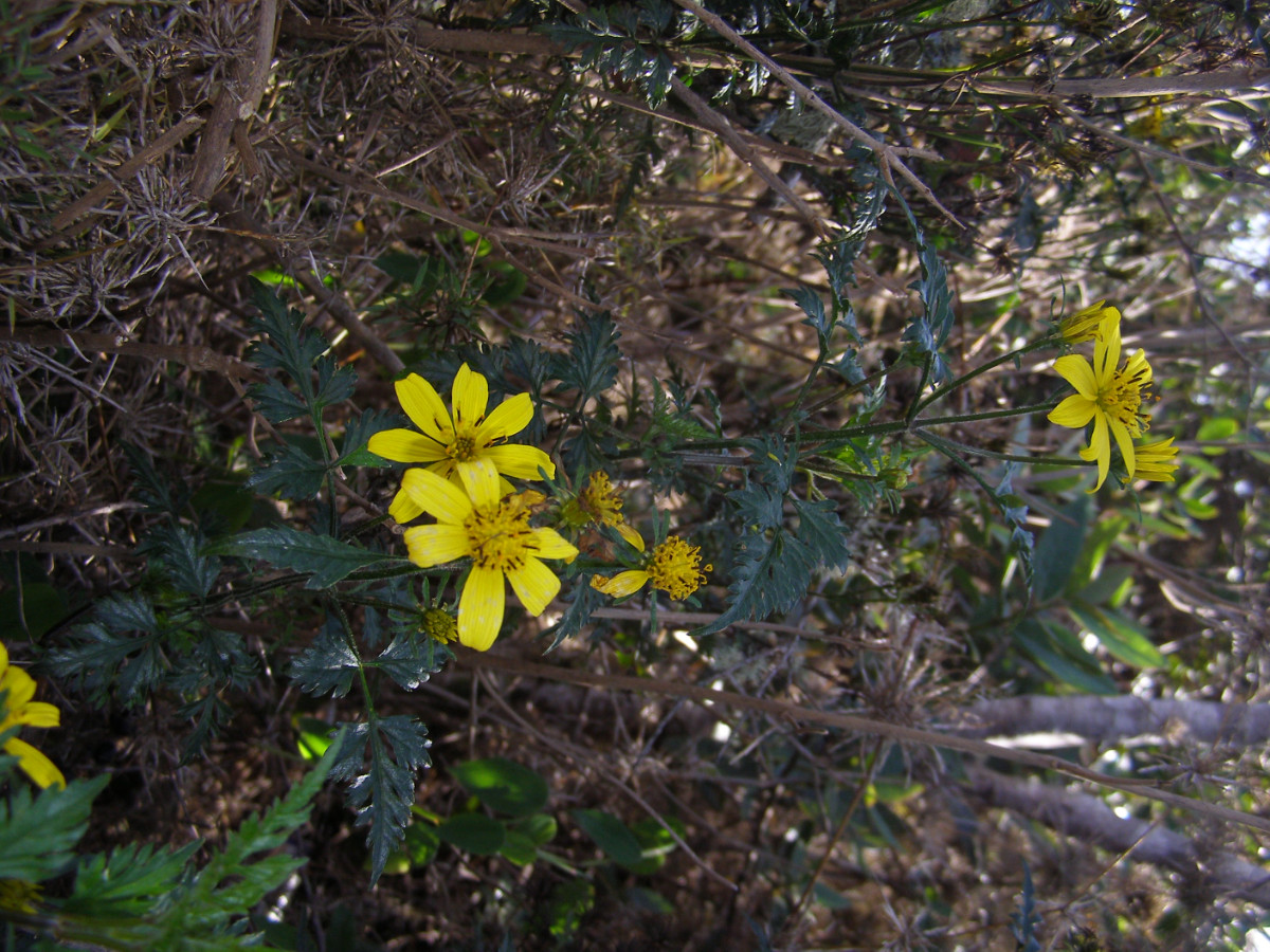 Cuba_Asteraceae (3).JPG