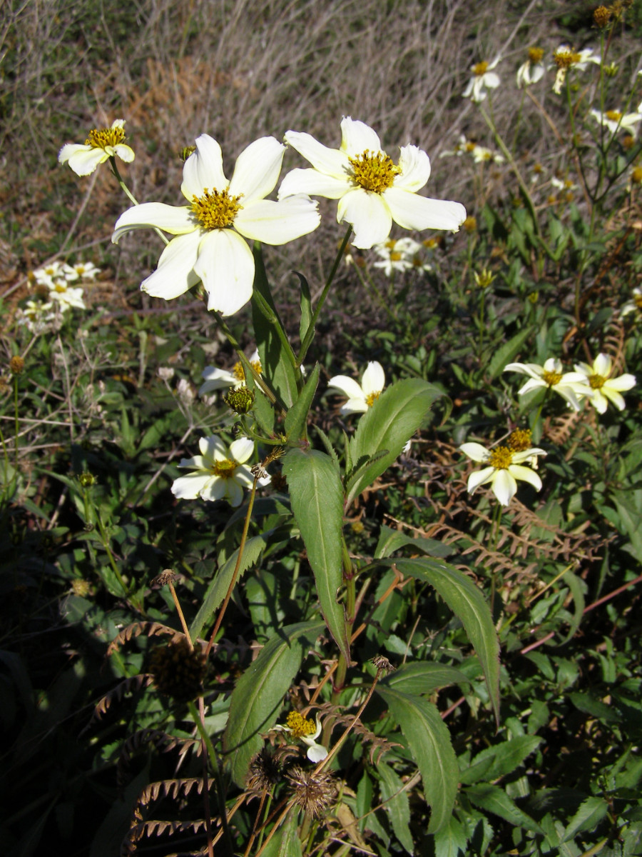 Bidens aurea.JPG