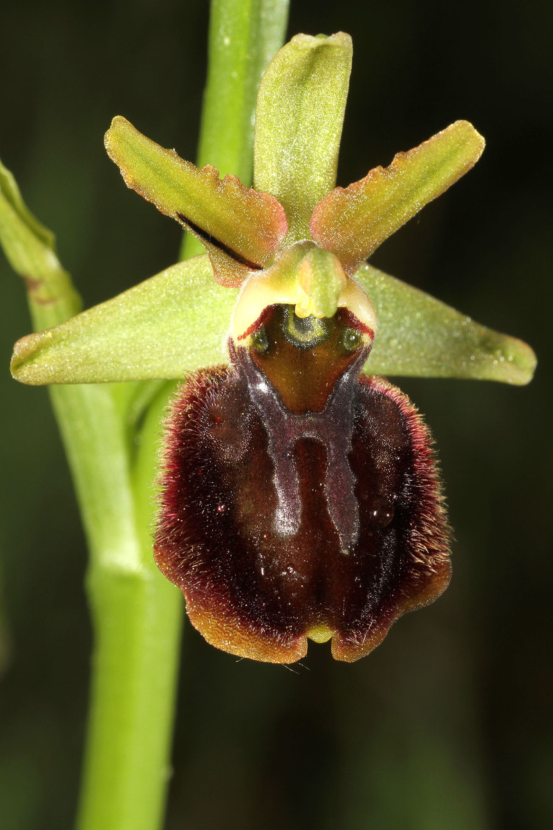 Ophrys majellensis_Palena_2681.jpg