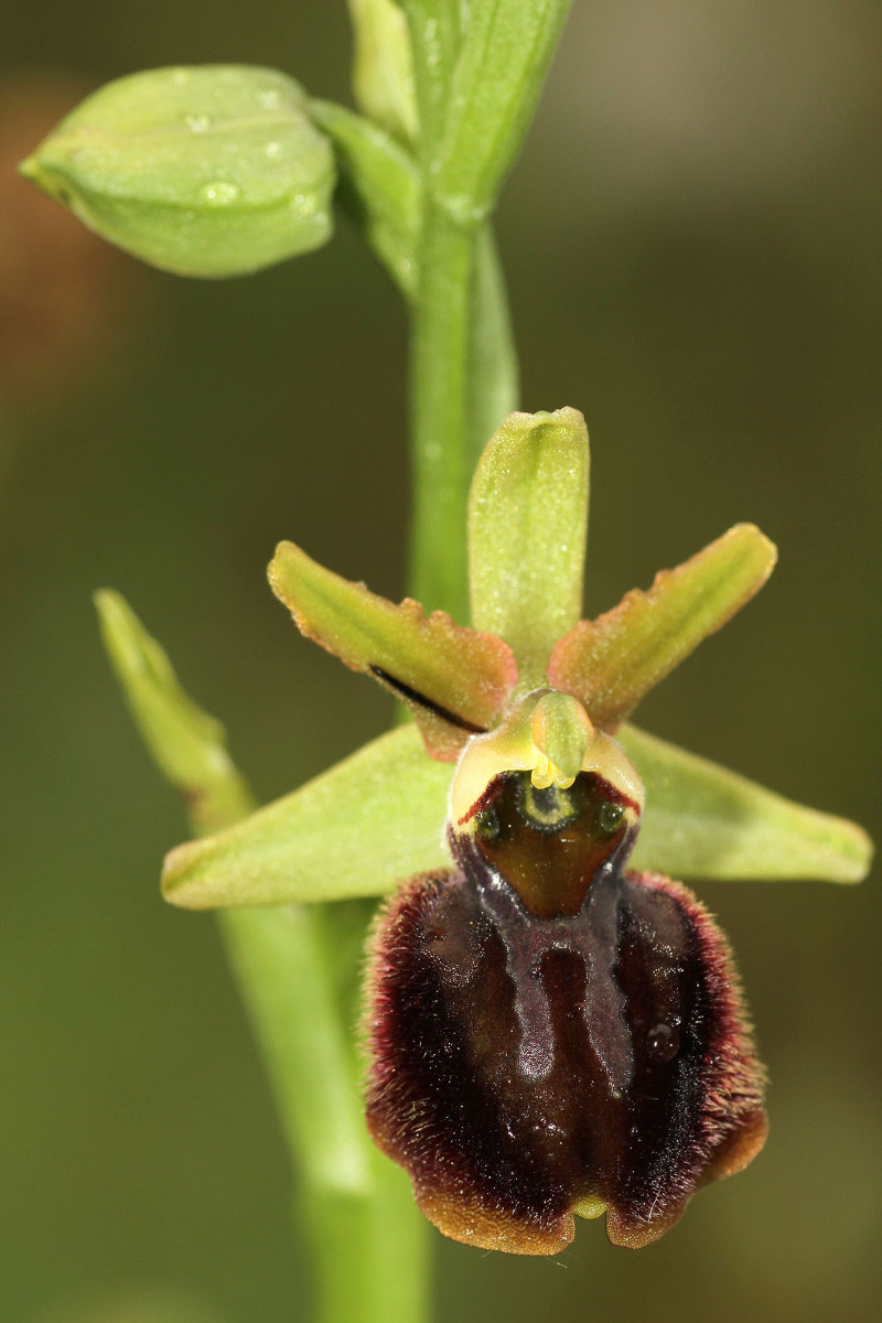 Ophrys majellensis_Palena_2682.jpg