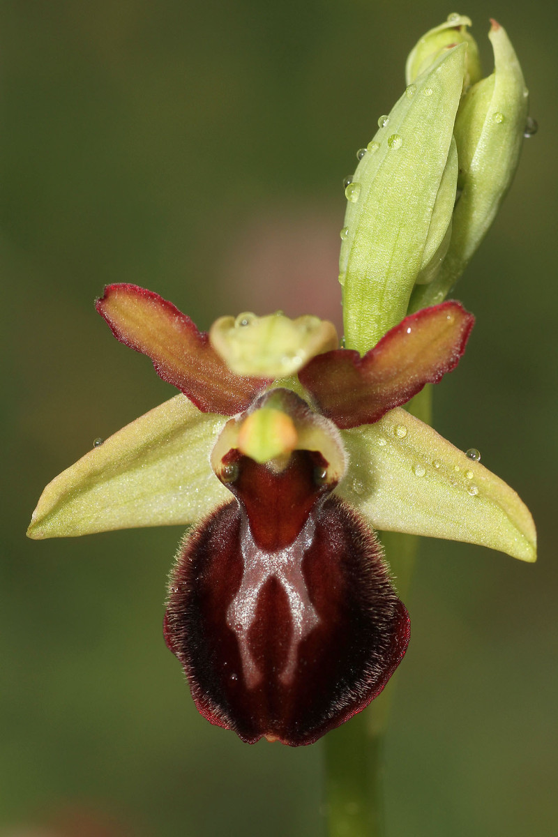 Ophrys majellensis_Palena_2684.jpg