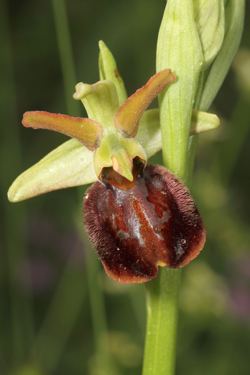 Ophrys majellensis_Palena_2686.jpg