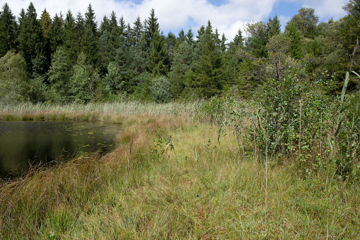 Biotop an einem kleinen Moorsee im Landkreis Starnberg