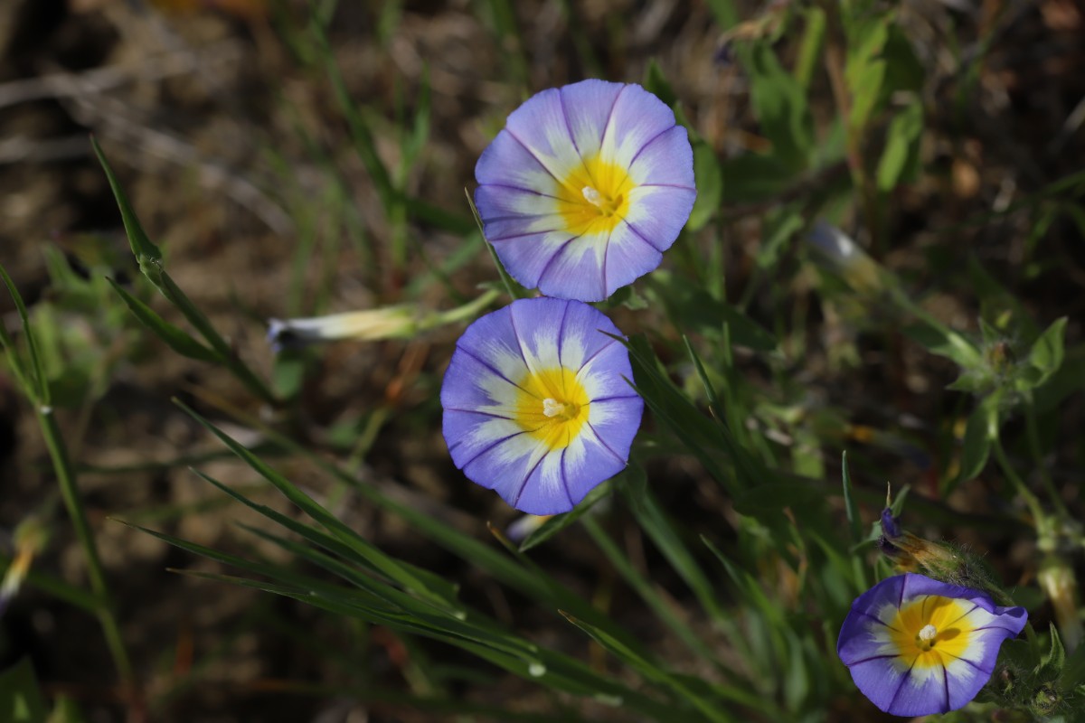 Winde, Dreifarbige_20220413_Sizilien_IMG_2246.JPG
