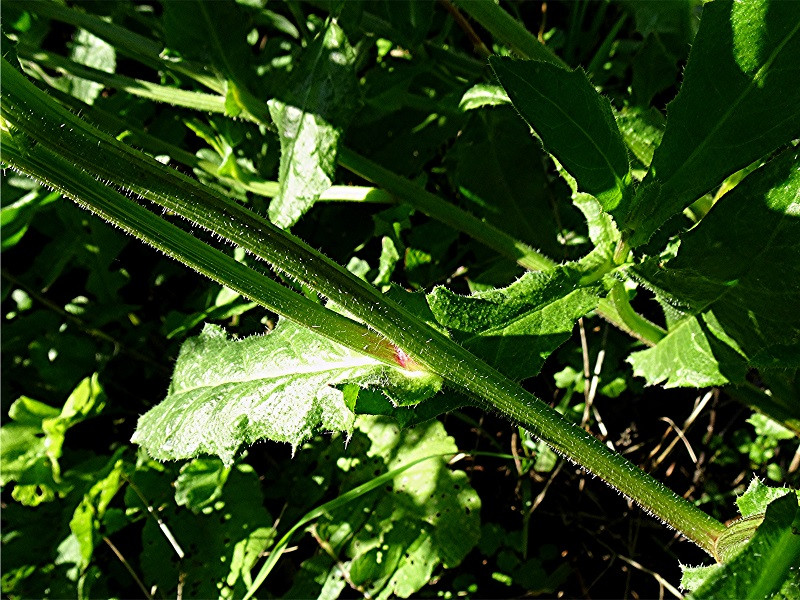 DSC05789 Ausschnitt, Helligkeit, Schärfe, klein.jpg