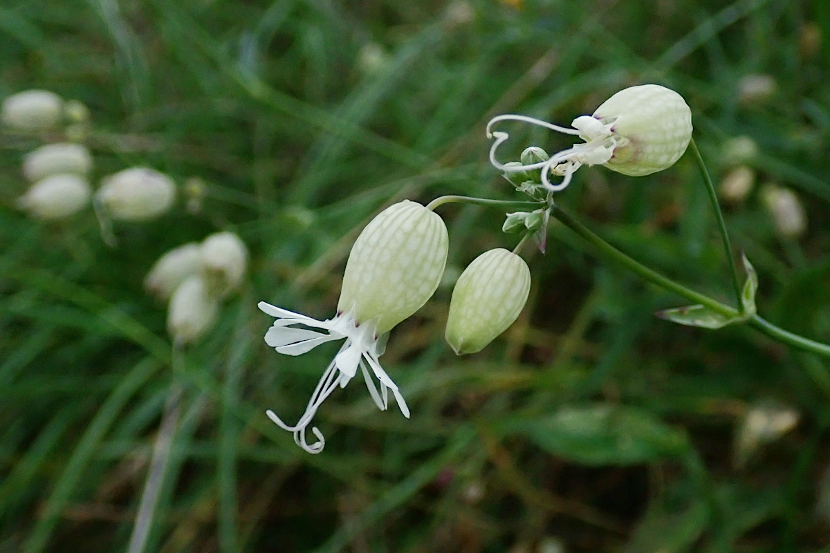 Silene vulgaris_12-2022.jpg