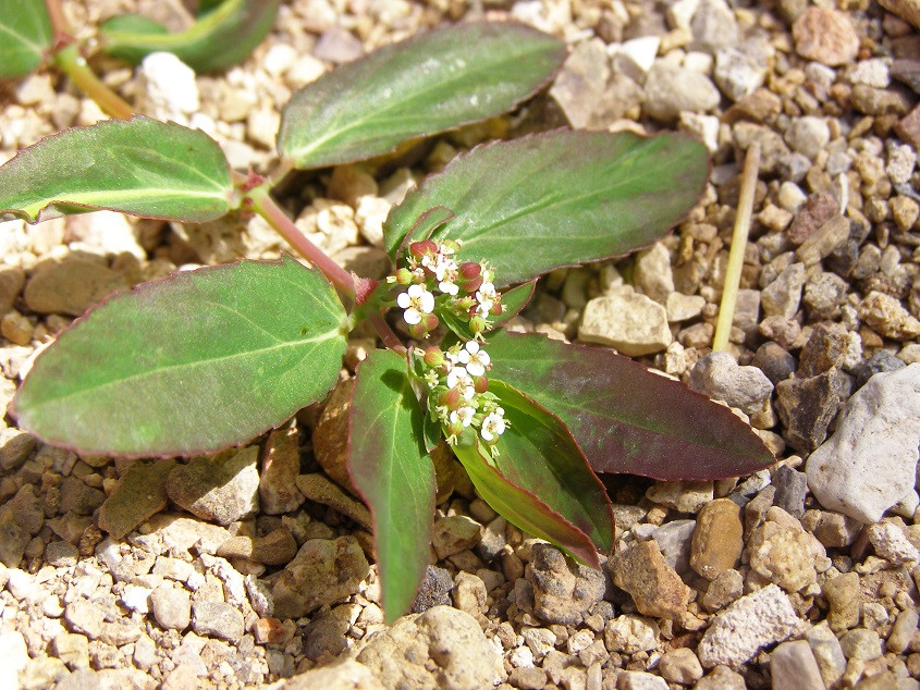 Euphorbia hypericifolia.JPG