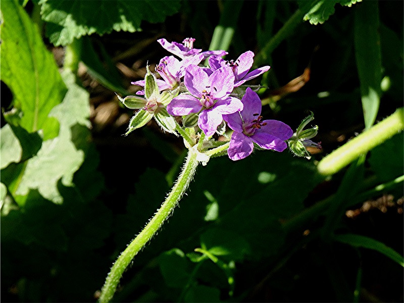 DSC05831 Ausschnitt, Helligkeit, Schärfe, klein.jpg