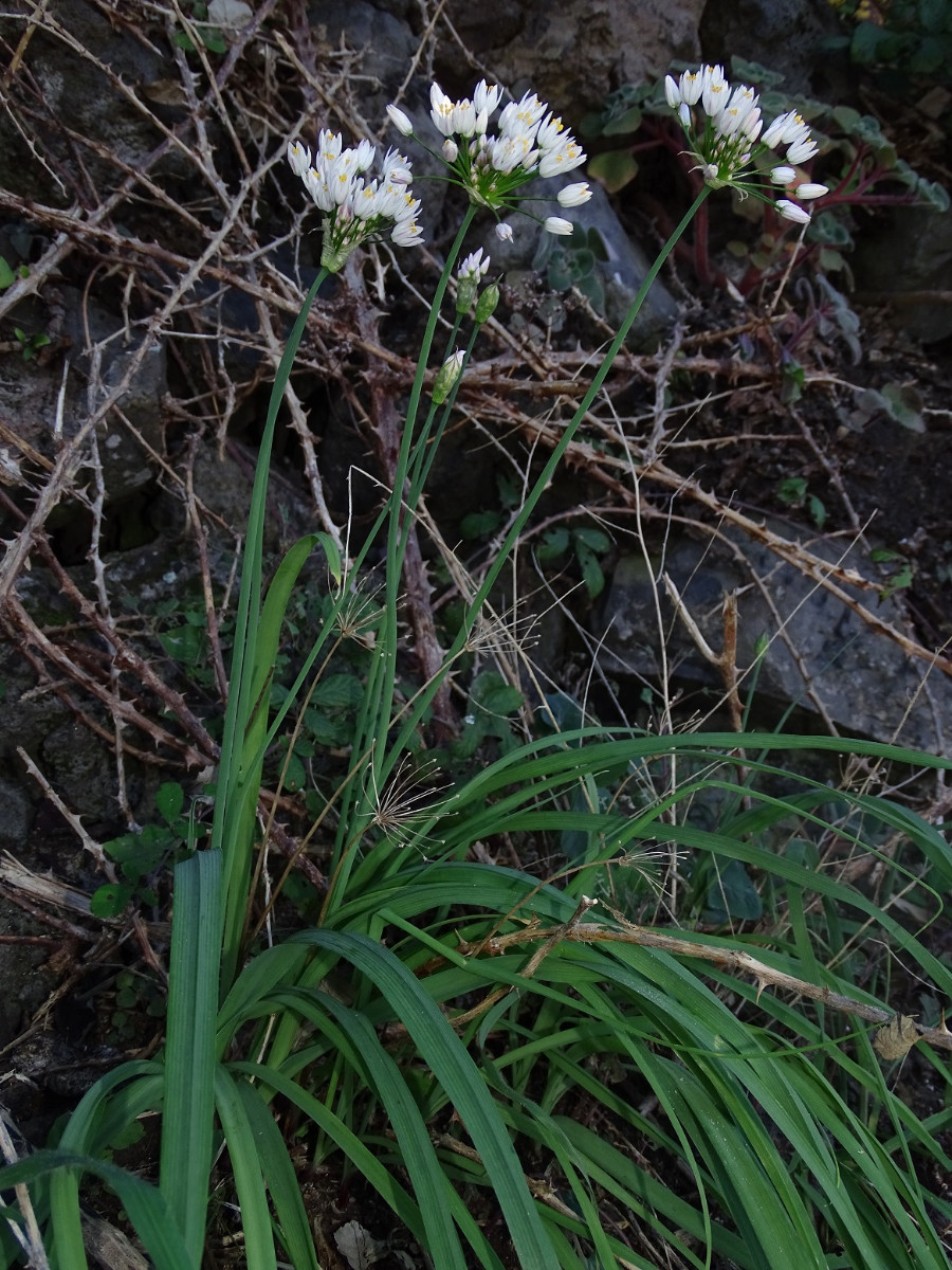 Allium neapolitanum - Kopie.JPG