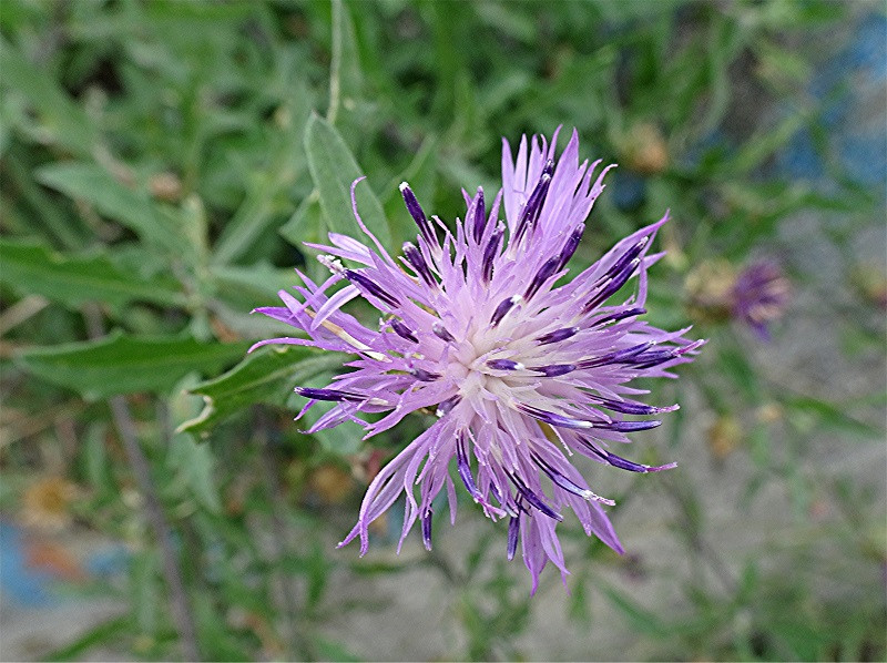 DSC05888 Ausschnitt, Schärfe, klein.jpg