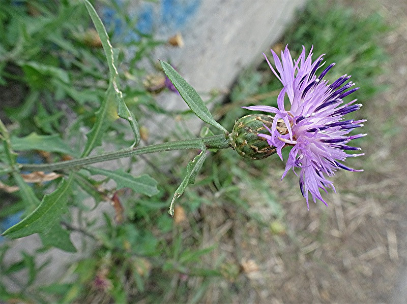 DSC05889 Ausschnitt, Schärfe, klein.jpg