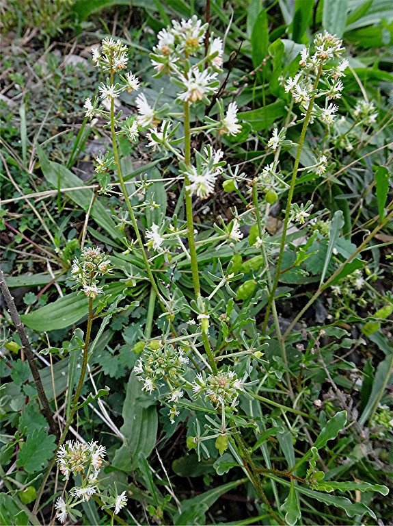 DSC05893 Ausschnitt, Helligkeit, Schärfe, klein.jpg