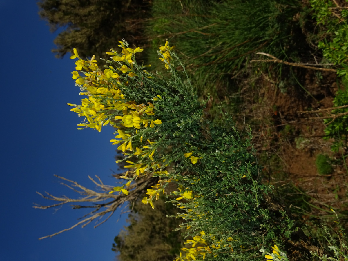 Genista canariensis - Kopie.JPG