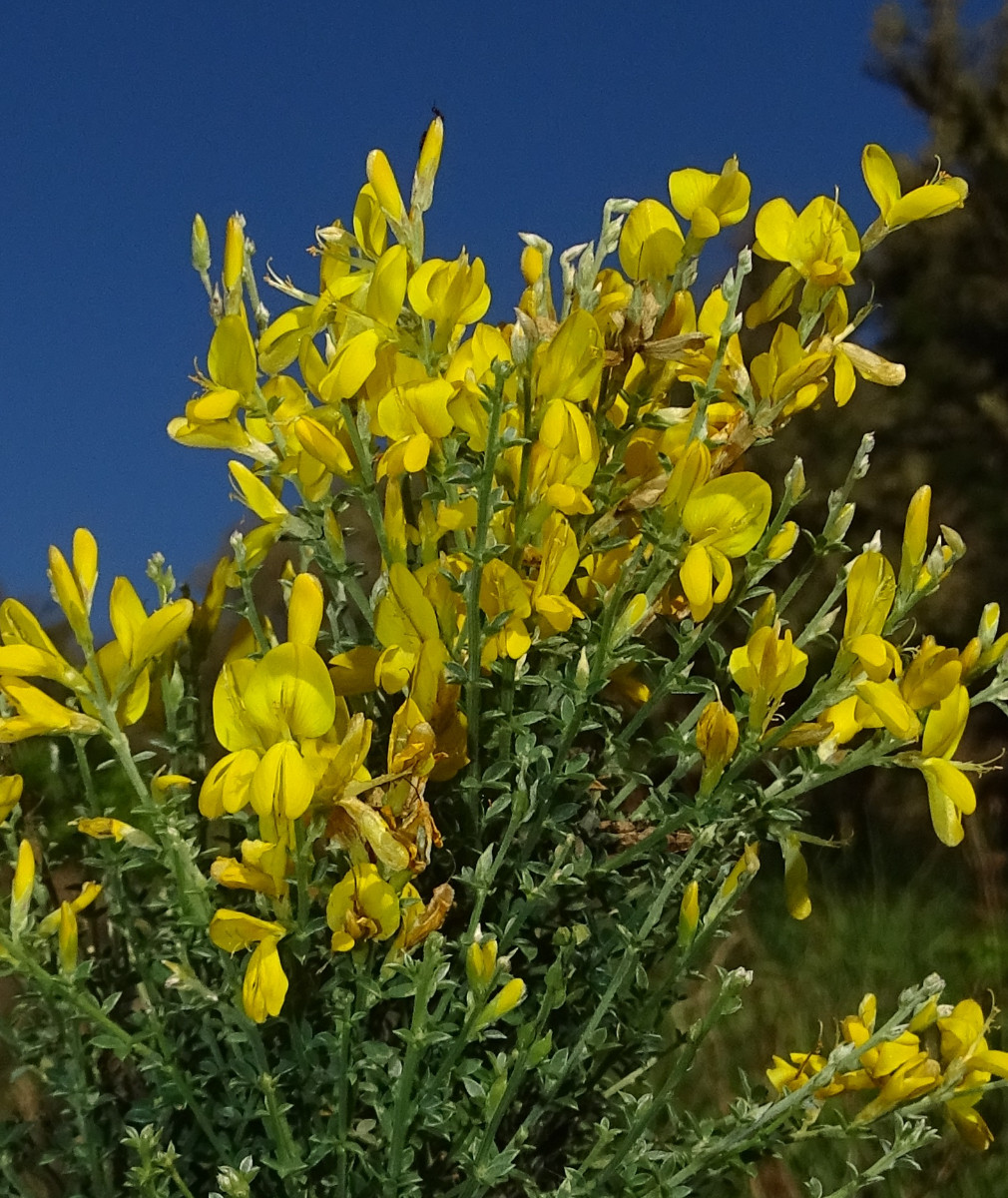 Genista canariensis - Kopie3.jpg