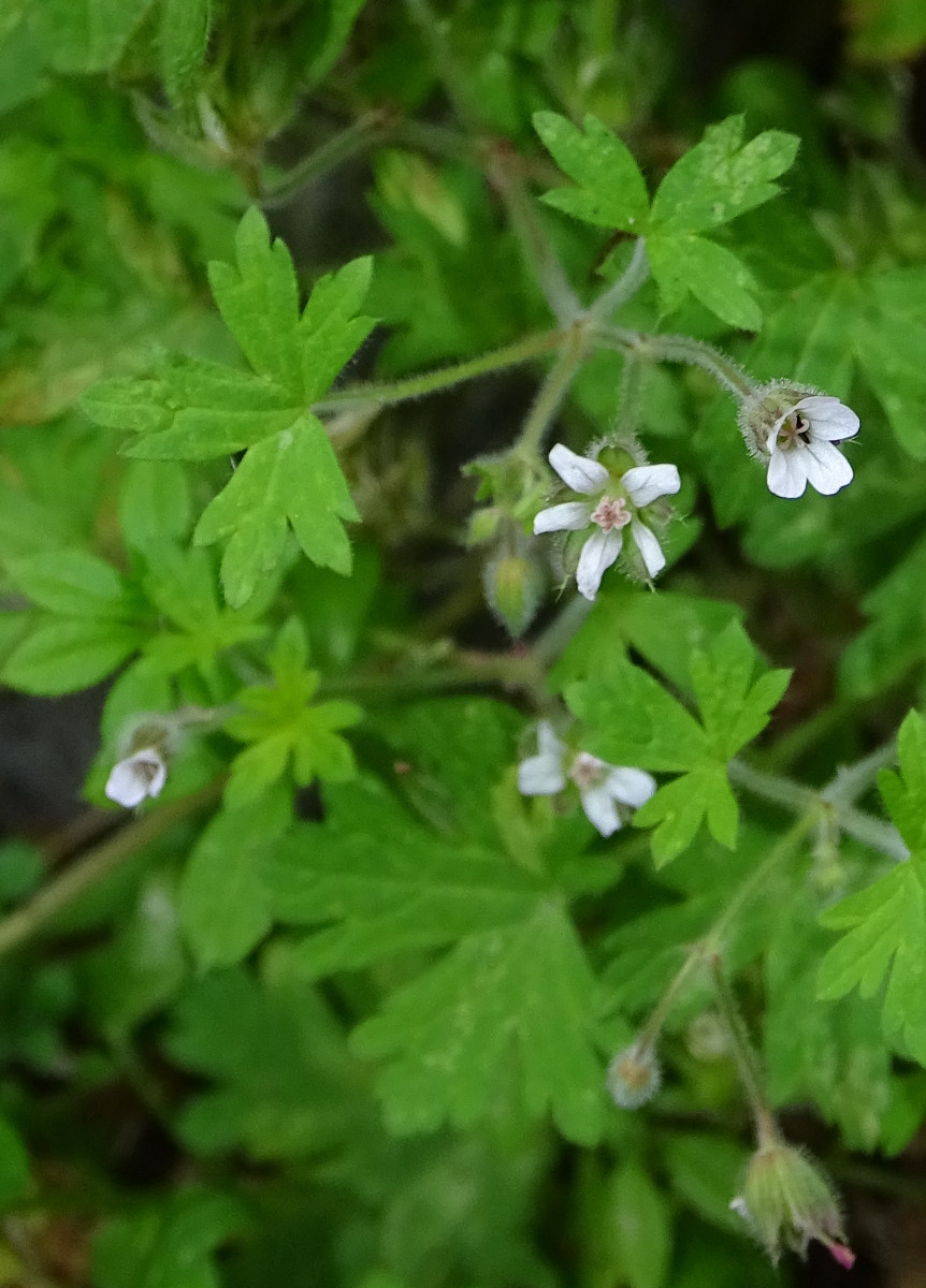 Geranium rotundifolium - Kopie1.jpg