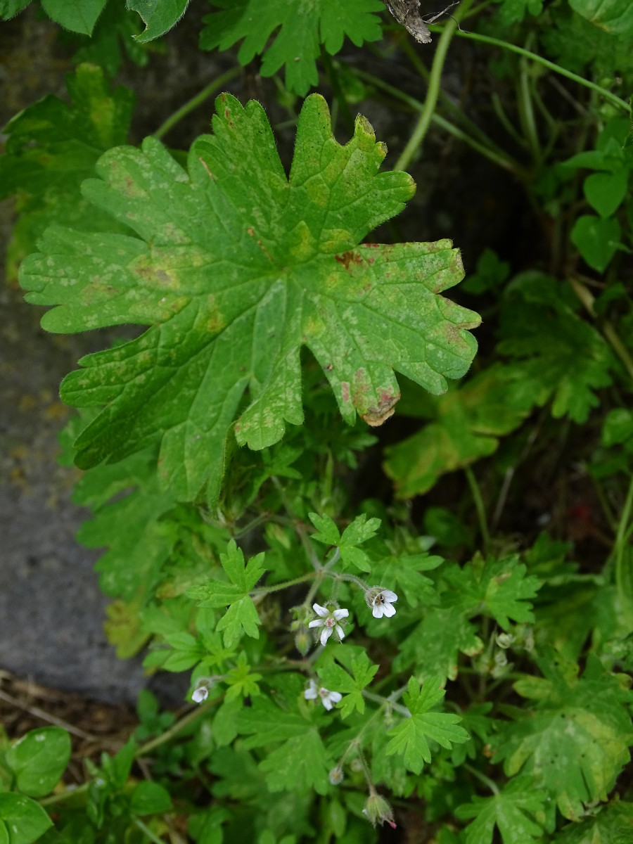 Geranium rotundifolium - Kopie.JPG