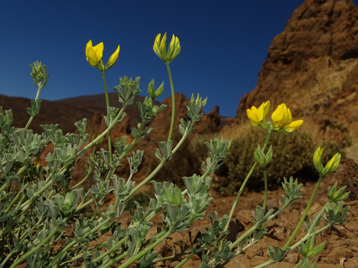 Lotus campylocladus - Kopie.JPG